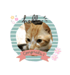 日常cat（個別スタンプ：1）