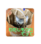 日常cat（個別スタンプ：2）