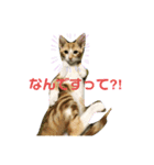 日常cat（個別スタンプ：3）