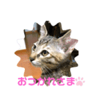日常cat（個別スタンプ：4）