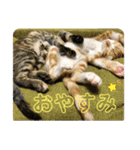 日常cat（個別スタンプ：5）