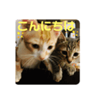 日常cat（個別スタンプ：6）