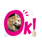 日常cat（個別スタンプ：8）