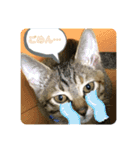 日常cat（個別スタンプ：9）