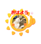 日常cat（個別スタンプ：10）