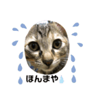 日常cat（個別スタンプ：11）
