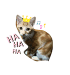日常cat（個別スタンプ：12）