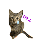 日常cat（個別スタンプ：13）
