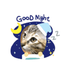 日常cat（個別スタンプ：14）