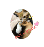 日常cat（個別スタンプ：15）