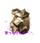 日常cat（個別スタンプ：16）
