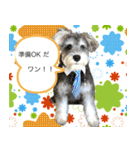 ミニシュナのコットン君（実写）（個別スタンプ：2）