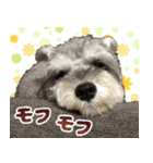 ミニシュナのコットン君（実写）（個別スタンプ：8）