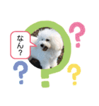 トイプードル・シェイク②（個別スタンプ：4）