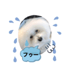 トイプードル・シェイク②（個別スタンプ：13）