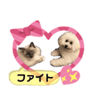 トイプードル・シェイク②（個別スタンプ：16）