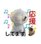 トイプードル・シェイク②（個別スタンプ：21）
