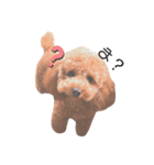 トイプードルのメルちゃんだよ（個別スタンプ：1）