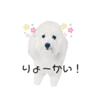 トイプードルのクッキーくんだよ（個別スタンプ：7）