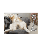 コーギー犬くうすけからのメッセージ（個別スタンプ：1）
