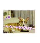 コーギー犬くうすけからのメッセージ（個別スタンプ：3）