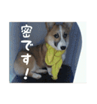 コーギー犬くうすけからのメッセージ（個別スタンプ：4）