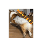 コーギー犬くうすけからのメッセージ（個別スタンプ：5）