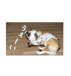 コーギー犬くうすけからのメッセージ（個別スタンプ：6）