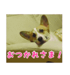 コーギー犬くうすけからのメッセージ（個別スタンプ：7）