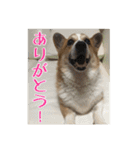 コーギー犬くうすけからのメッセージ（個別スタンプ：8）