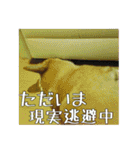コーギー犬くうすけからのメッセージ（個別スタンプ：9）