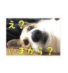 コーギー犬くうすけからのメッセージ（個別スタンプ：10）