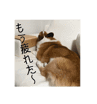 コーギー犬くうすけからのメッセージ（個別スタンプ：11）