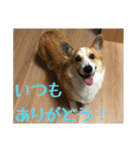 コーギー犬くうすけからのメッセージ（個別スタンプ：12）