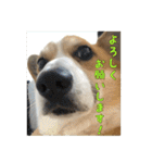 コーギー犬くうすけからのメッセージ（個別スタンプ：13）