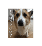 コーギー犬くうすけからのメッセージ（個別スタンプ：14）
