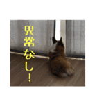 コーギー犬くうすけからのメッセージ（個別スタンプ：15）