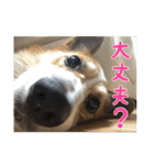 コーギー犬くうすけからのメッセージ（個別スタンプ：16）