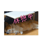 コーギー犬くうすけからのメッセージ（個別スタンプ：17）