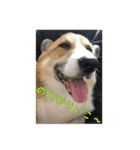 コーギー犬くうすけからのメッセージ（個別スタンプ：18）