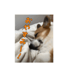 コーギー犬くうすけからのメッセージ（個別スタンプ：19）