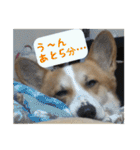 コーギー犬くうすけからのメッセージ（個別スタンプ：20）