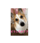 コーギー犬くうすけからのメッセージ（個別スタンプ：21）