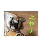 コーギー犬くうすけからのメッセージ（個別スタンプ：22）