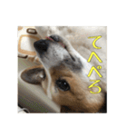 コーギー犬くうすけからのメッセージ（個別スタンプ：23）