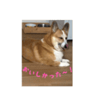 コーギー犬くうすけからのメッセージ（個別スタンプ：24）
