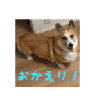 コーギー犬くうすけからのメッセージ（個別スタンプ：25）