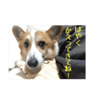 コーギー犬くうすけからのメッセージ（個別スタンプ：26）