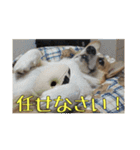 コーギー犬くうすけからのメッセージ（個別スタンプ：27）
