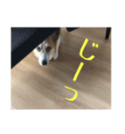 コーギー犬くうすけからのメッセージ（個別スタンプ：28）